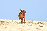PINSCHER NAIN 069